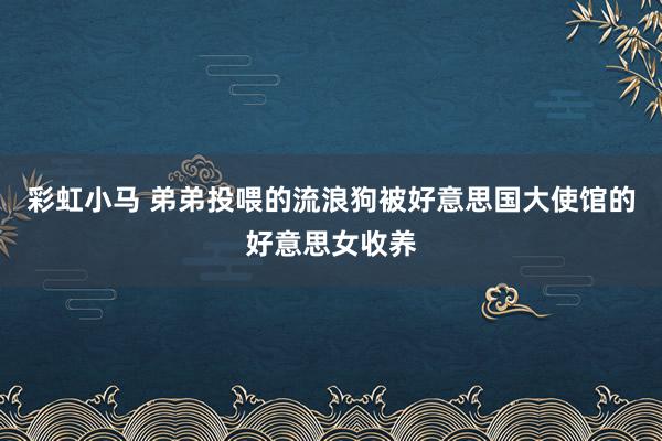 彩虹小马 弟弟投喂的流浪狗被好意思国大使馆的好意思女收养